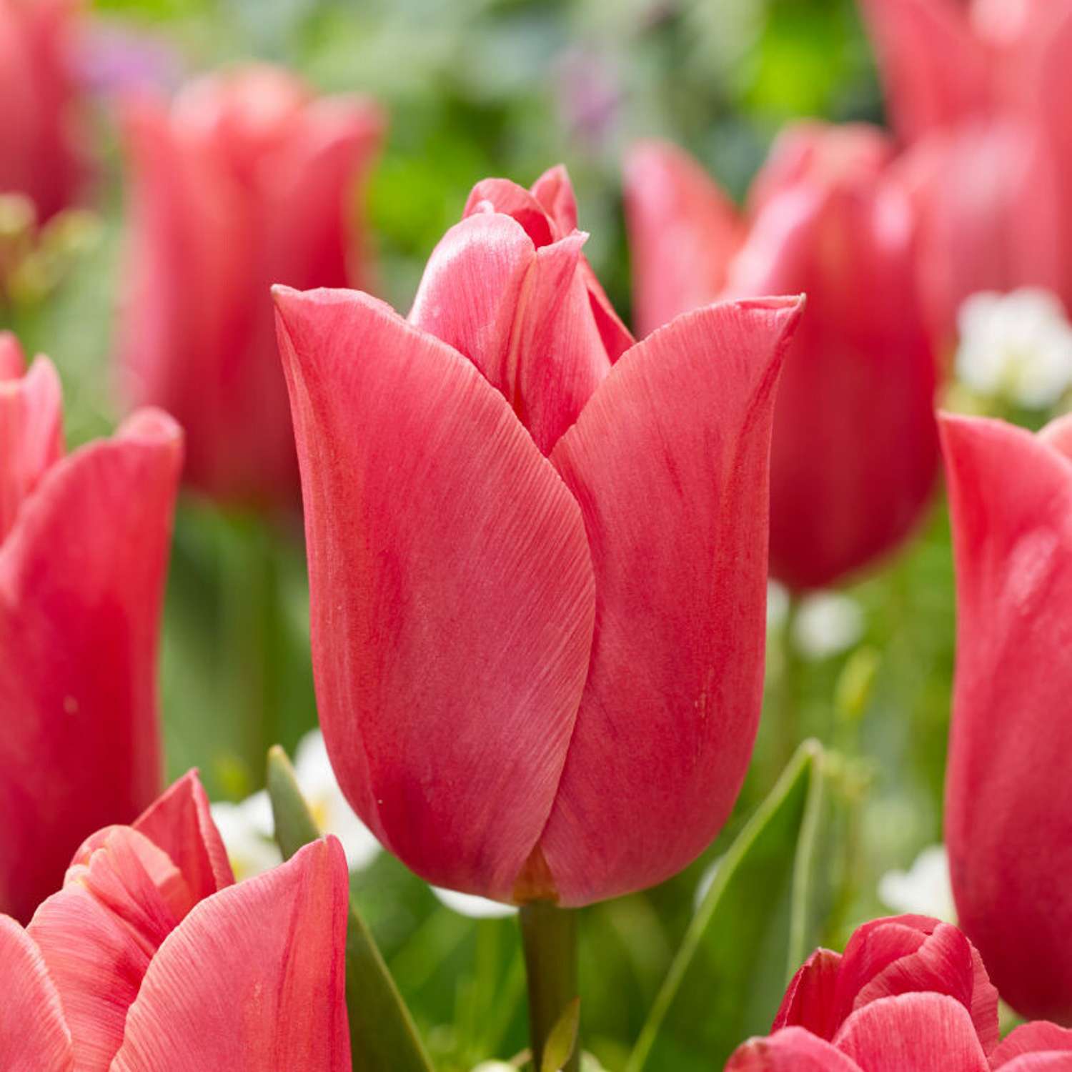 Tulpe 'Jimmy Raspberry'